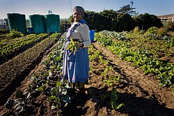 Growing vegetables in South Africa
