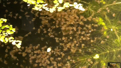 Guppy food — Daphnia magna