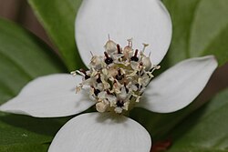 In species such as this Cornus × unalaschkensis, the tiny four-petaled flowers are clustered in a tightly packed, flattened cyme at the center of four showy white petal-like bracts.