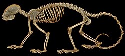 Skeleton