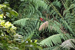 Crimson rosella (Platycercus elegans) at the Botanic Gardens