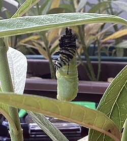 A caterpillar metamorphosing into a pupa