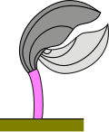 An articulate brachiopod: Pedicle (ventral) valve Brachial (dorsal) valve Pedicle Surface