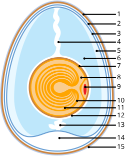 Schematic of a chicken egg: EggshellOuter membraneInner membraneChalazaExterior albumenMiddle albumenVitelline membraneNucleus of PanderGerminal disc (nucleus)Yellow yolkWhite yolkInternal albumenChalazaAir cellCuticula