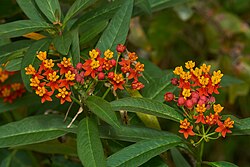 Asclepias curassavica, tropical milkweed