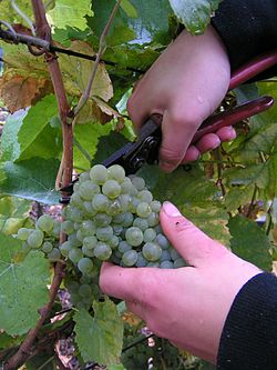 Manual grape gathering