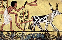 Sennedjem plows his fields in Aaru with a pair of oxen, Deir el-Medina.