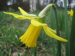 Narcissus pseudonarcissus showing (from bend to tip of flower) spathe, floral cup, tepals, and corona