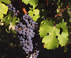 Cabernet Sauvignon grapes in Gaillac, France