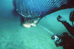 A turtle excluder device