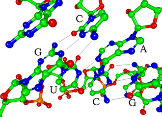 Watson-Crick base pairs in a siRNA. Hydrogen atoms are not shown.