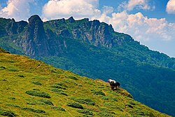 Wild horses at the Stara Planina; there are 165 mountains in the country[212]