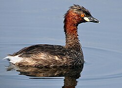 Many molecular and morphological studies support a relationship between grebes and flamingos.