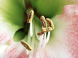 Stamens of a Hippeastrum with white filaments and prominent anthers carrying pollen