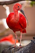 The Scarlet Ibis