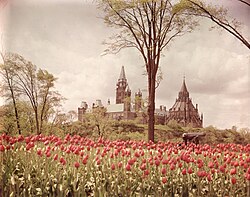 Red tulips blooming for the Ottawa Tulip Festival in 1952