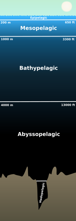 Layers of the pelagic zone