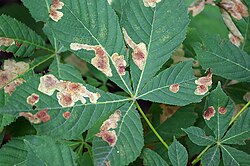 Leaf miner damage to a horse chestnut tree