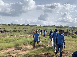 A group of people in blue shirts walking across a field with multiple piles of branches.