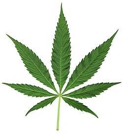 Palmately compound leaf of hemp