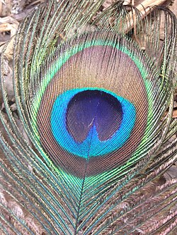 Eyespot on a peacock's train feather