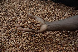 Closeup of drying beans