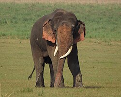 Depigmented skin on the forehead and ears of an Asian elephant