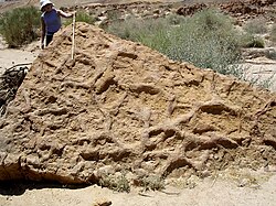 Thalassinoides, burrows produced by crustaceans, from the Middle Jurassic, Makhtesh Qatan, southern Israel