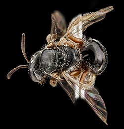 female Lasioglossum birkmani