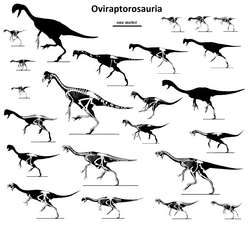 Oviraptorosaurs to scale
