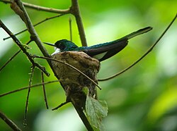 Like many small birds, the purple-crowned fairy uses considerable amounts of spider silk in its cup nest.