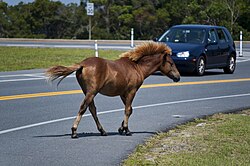 A feral Chincoteague Pony on Assateague Island on Maryland's Atlantic coastal islands