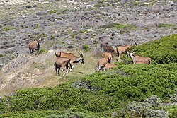 Herd at the Cape of Good Hope, South Africa