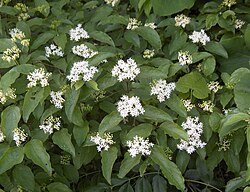Cornus drummondii in flower