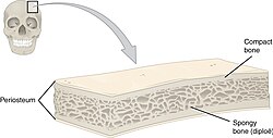 Anatomy of a flat bone – the periosteum of the neurocranium is known as the pericranium