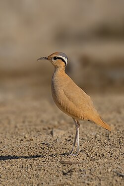A cream-coloured courser camouflaging in a desert.