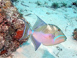 The queen triggerfish was named Balistes vetula in 1758.