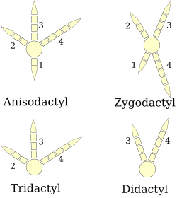 Four types of bird feet