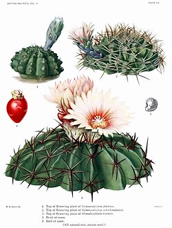 Plate XIX from The Cactaceae