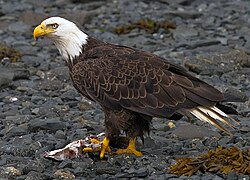Bald eagle
