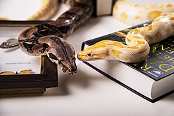 Boa imperator (left) and an albino Python molurus (right). The former gives birth to live young, while the latter lays eggs.