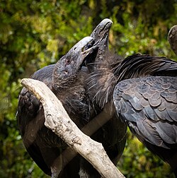 Preening between juveniles, at the Santa Barbara Zoo