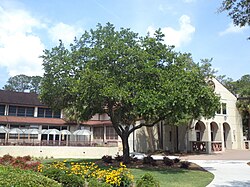 Quercus virginiana (Live oak), the state tree at Valdosta State University
