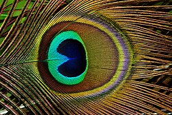 Close-up of the tail covert, showing the distinct eye-spot