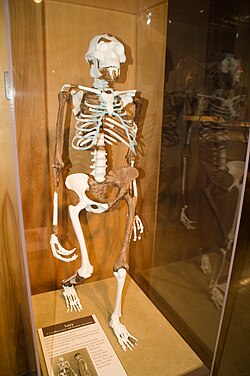 Reconstruction of Lucy, the first Australopithecus afarensis skeleton found