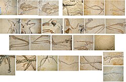 Details of the Wyoming Dinosaur Center Archaeopteryx (WDC-CSG-100)