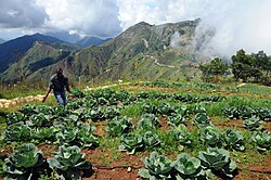 Rows of cabbage, Haiti