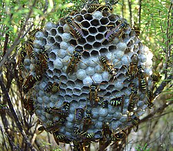 Nest of Polistes dominula, host to the cuckoo wasp P. semenowi[a]