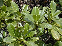 A shrub with large, leathery, simple leaves, and bearing clusters of round, green fruit.