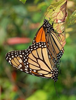 Monarch butterflies mating with male clinging to leaf